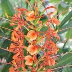 Hedychium coccineum Blüte