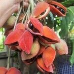 Sterculia monosperma 果實