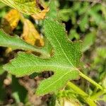 Hibiscus aculeatus Fulla