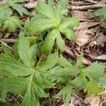 Podophyllum peltatum Fulla