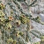 Cylindropuntia imbricata Flower