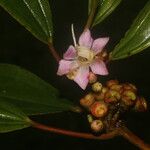 Blakea multiflora Flower