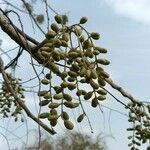 Lannea coromandelica Φρούτο