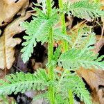 Achillea crithmifolia Лист