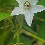 Ipomoea biflora Flower