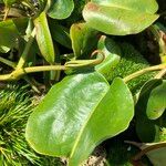 Nepenthes truncata موطن