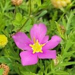 Sabatia campestris Flower