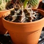 Gymnocalycium mihanovichii Leaf