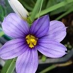 Sisyrinchium angustifolium Žiedas