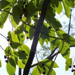 Prunus serotina Fruit