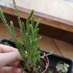 Crassula muscosaبرگ