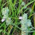 Justicia heterocarpa Bloem