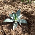 Agave havardiana 叶