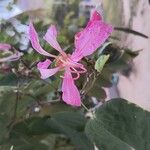 Bauhinia purpureaফুল