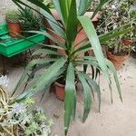 Yucca aloifolia Folha