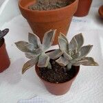 Graptopetalum paraguayenseFolha