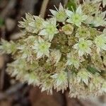 Hylotelephium maximumFlower