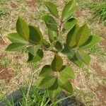 Psidium cattleianum Leaf
