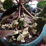 Pilea peperomioides Kvet