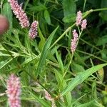 Polygonum persicariaFulla