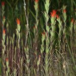 Castilleja minor Hábitos