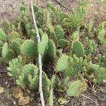 Opuntia littoralis List