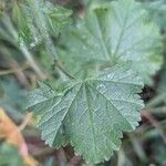 Malva tournefortiana Leaf