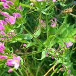 Centaurium erythraea Leaf