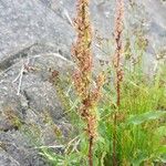 Rumex aquaticus आदत