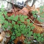 Geranium palmatum Лист