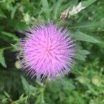 Cirsium altissimum Цветок