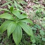 Lilium martagon Leaf