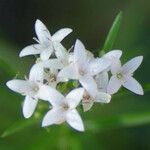 Stenaria nigricans Fleur