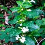 Lamium albumফুল