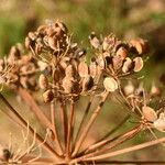 Peucedanum oreoselinum Fruit