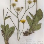 Hieracium schmidtii Tervik taim