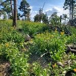 Arnica chamissonis फूल