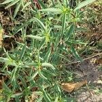 Flaveria bidentis Leaf