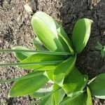 Ornithogalum convallarioides Leaf