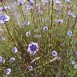 Globularia alypum പുഷ്പം