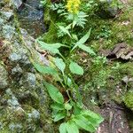 Jacobaea uniflora Vivejo