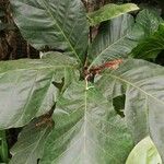 Mitragyna stipulosa Blatt