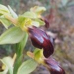 Ophrys lupercalis Mosusu