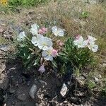 Eulobus californicus Flower