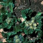 Mandragora officinarum Natur