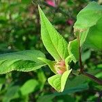 Salvia involucrata Ліст