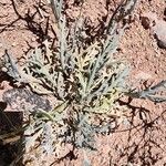 Matthiola maroccana Fuelha