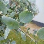 Acacia podalyriifolia Blatt