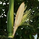 Areca catechu Cvet