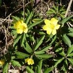 Anemone ranunculoides Hábito
